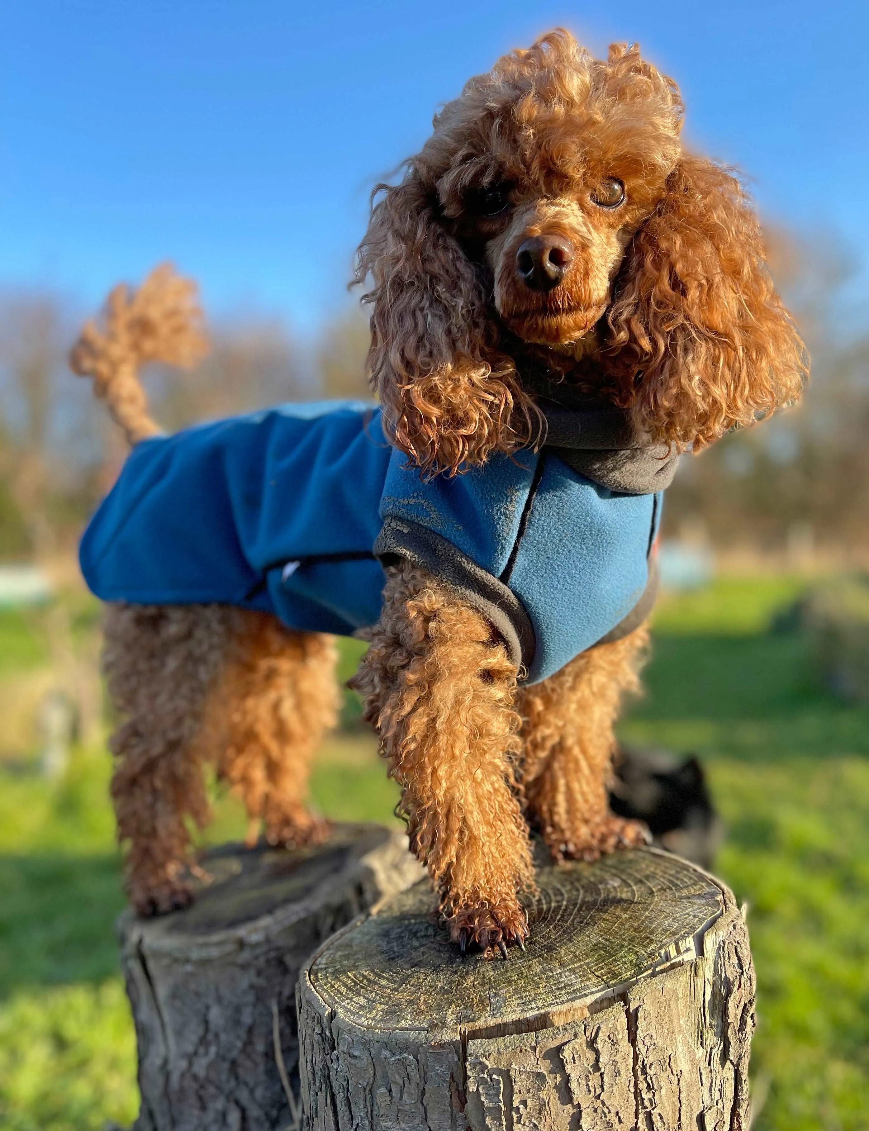 Malibu Blue - Double layer Waterproof Microfleece McTog Dog Jumper